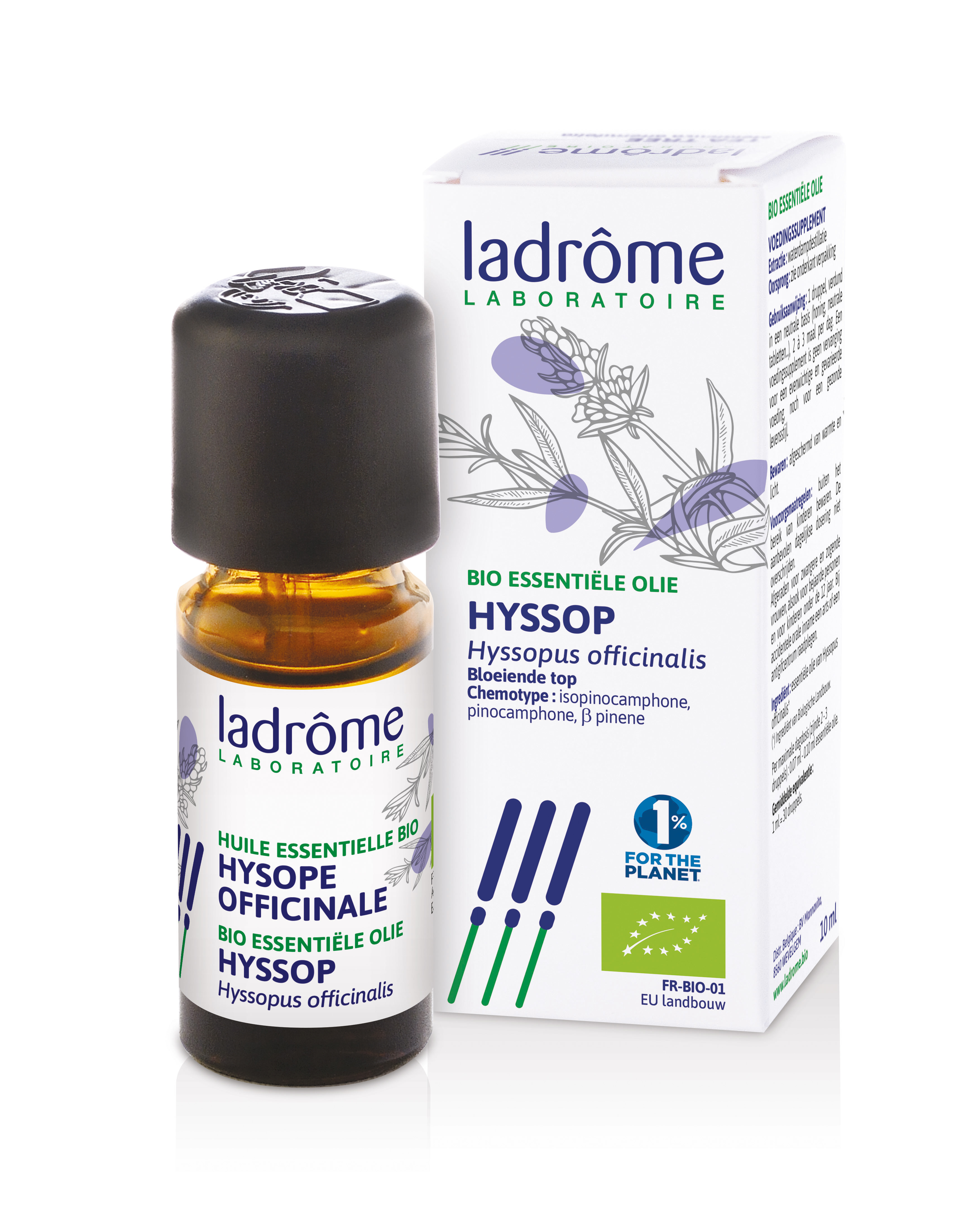 Hyssopus officinalis - hyssop