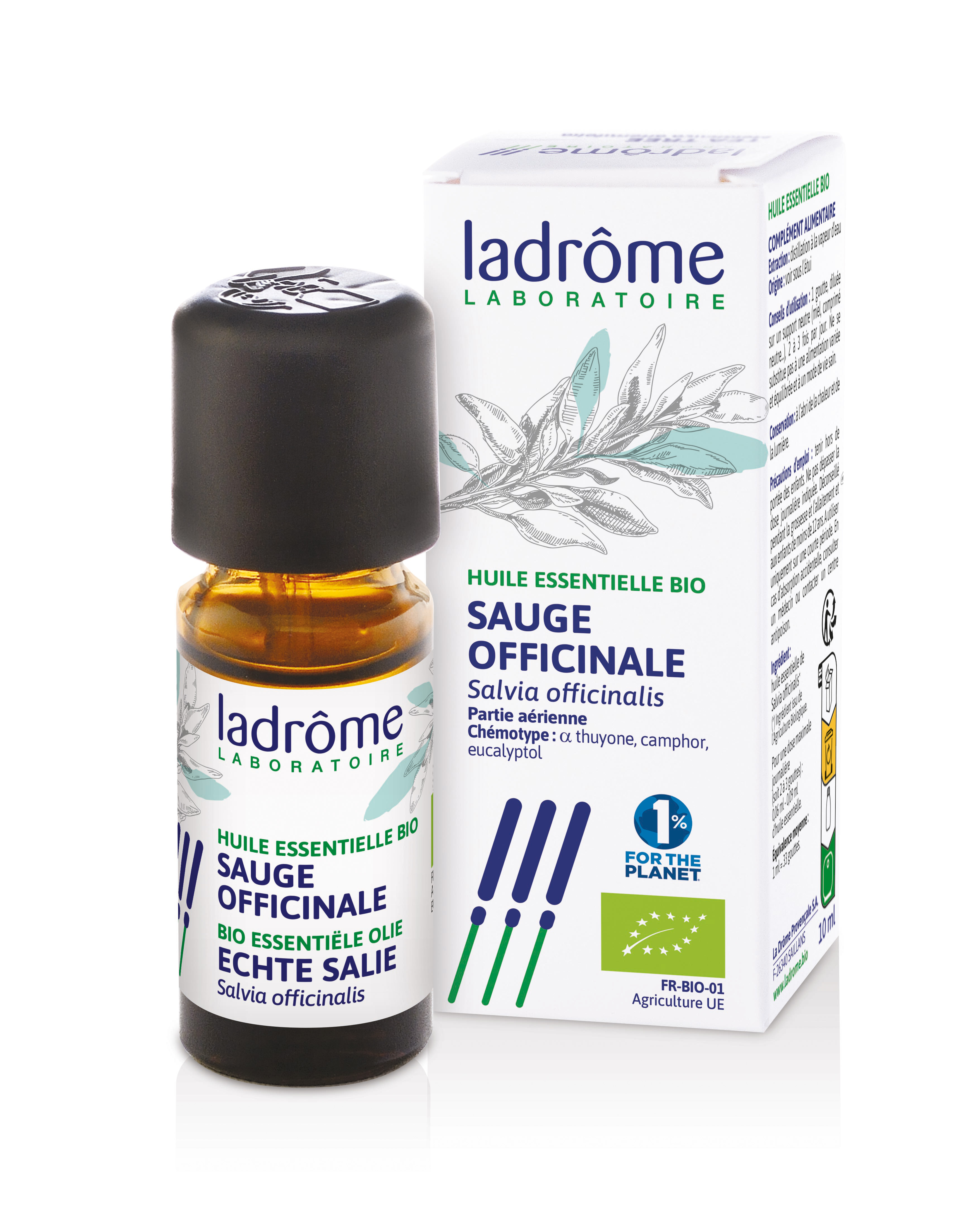 Salvia officinalis - sauge