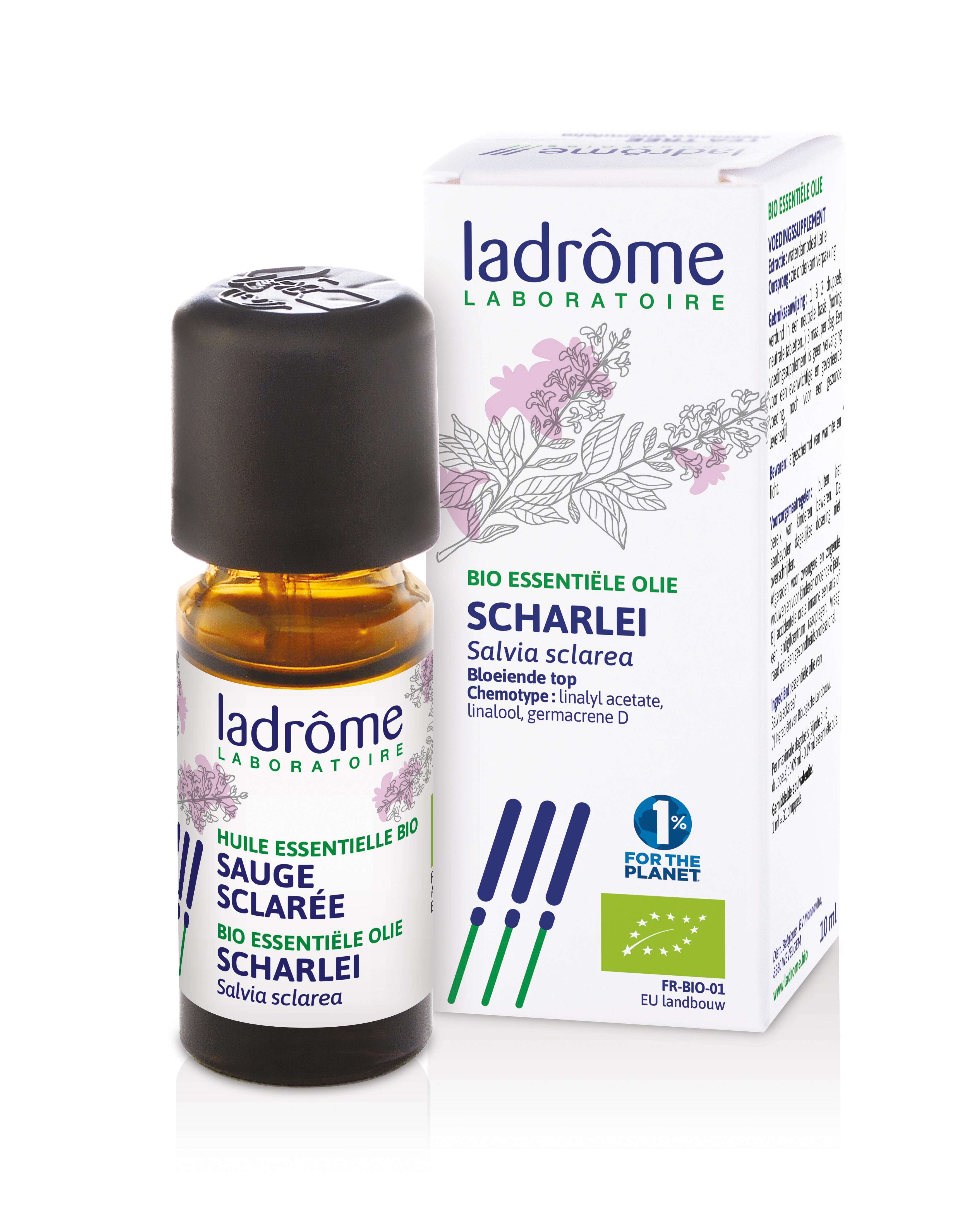 Salvia sclarea - scharlei